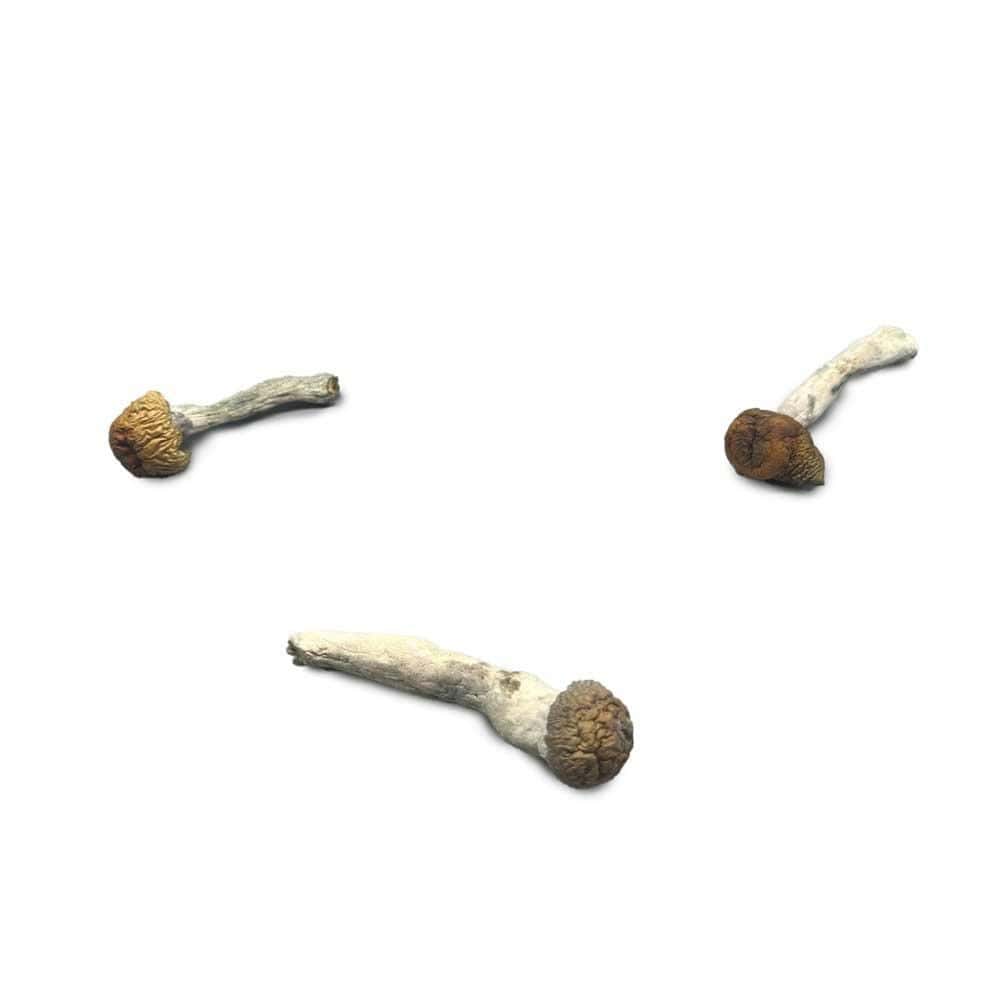 Lucid Gates Mushroom Strain