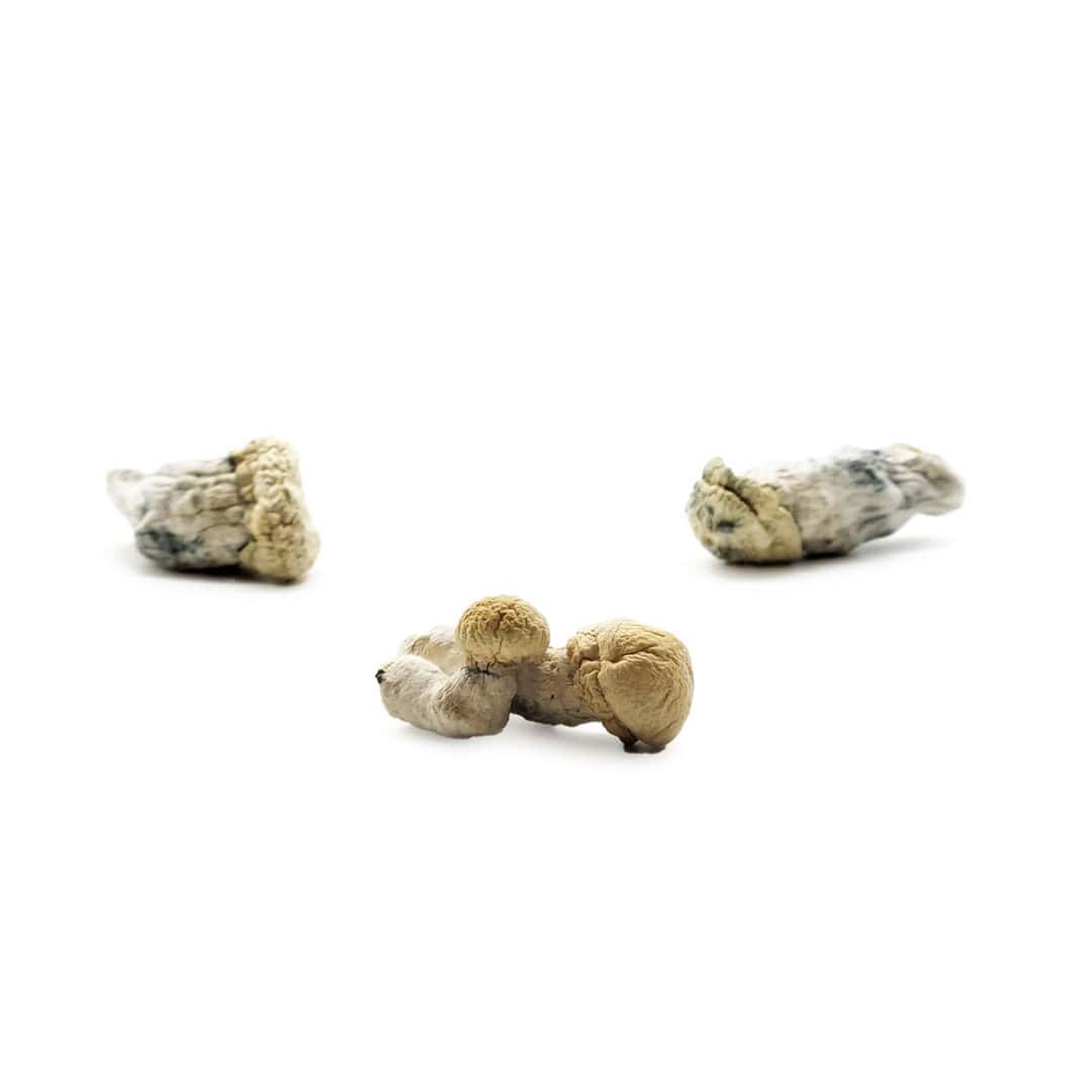 Scoupe Volante Mushroom Strain